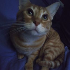 Meet your Posher, Sam